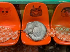 -猫咪博物馆(顶澳仔猫街店)