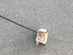 -欣宠猫屋·矮脚拿破仑·蓝金金渐层