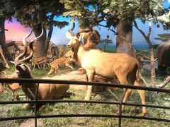 -国家自然博物馆