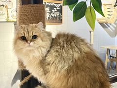 -豆逗聊愈猫阁Easy Life
