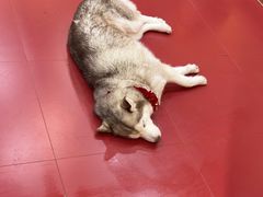 -和它·交个朋友·狗咖猫咖(爱琴海店)