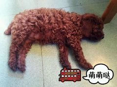 -荣耀金沙动物医院(清江西路店)