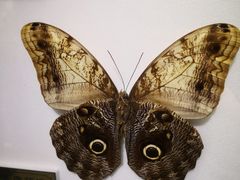 -上海昆虫博物馆