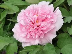 -洛阳市隋唐城遗址植物园