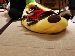 -逗柴咖啡屋·狗咖猫咖宠物桌游