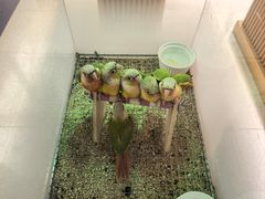 -帕帕拉兹宠物(亚洲旗舰店)