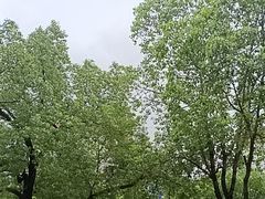 -乐山烧烤·罗田吊锅·小龙虾(航天兴隆国际店)