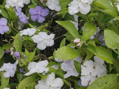 -野狸岛