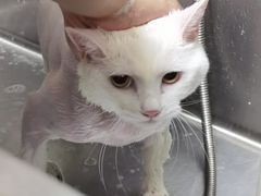 -宠物梦想家(日月豪庭店)