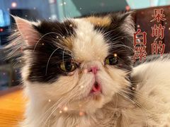 -猫小院猫主题餐厅(三里屯店)