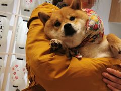 -柴迷FANS CLUB·柴犬狗咖·猫咖
