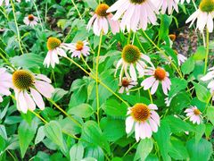 -西湖风景区-江洋畈生态公园