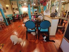 大堂-猫小院猫主题咖啡厅(北锣店)