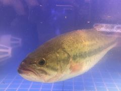 -王捌小院(红花坡店)