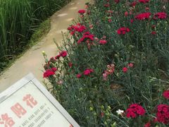 -松山湖梦幻百花洲