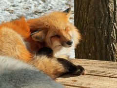 -宫城藏王狐狸村