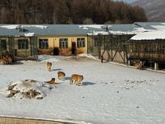 -横道河子东北虎林园