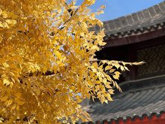 -广东圆玄道观