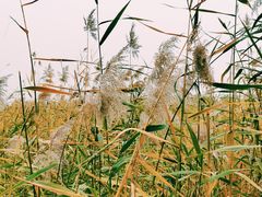 -永定河休闲森林公园