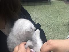 -成都民大动物医院
