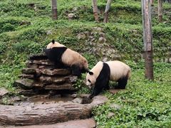 -中国大熊猫保护研究中心雅安碧峰峡基地