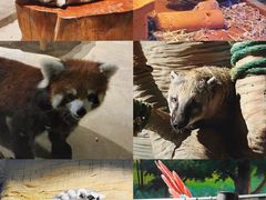 -绿色星球动物主题公园