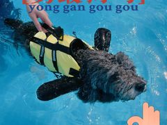 -良成狗狗乐园