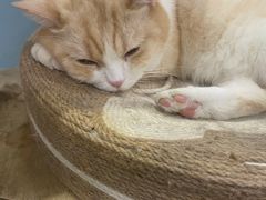-安格丽娜·狗咖·猫咖羊驼咖(春熙路百盛商场店)