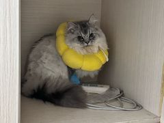 -宠颐生汉谟拉比宠物医院