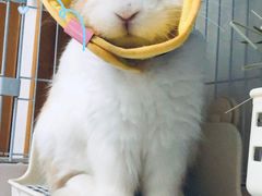 -北京观赏动物医院·24小时大型综合·猫专科·异宠专科