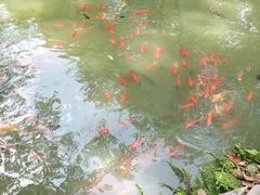 -合肥滨湖国家森林公园