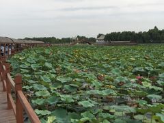 -白洋淀景区