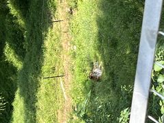 -合肥野生动物园