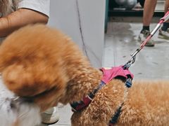 -FAELING PETS美天灵宠物(合生汇店)