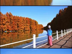 -上海海湾国家森林公园