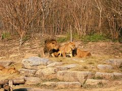 -北京野生动物园