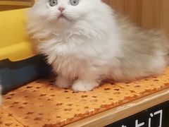 -欣宠猫屋·矮脚拿破仑·蓝金金渐层