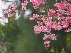 -狐尾山公园
