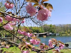 -上海共青森林公园