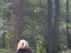 -中国大熊猫保护研究中心雅安碧峰峡基地