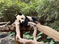 -广州长隆野生动物世界
