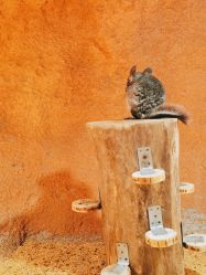 -酷嗒动物文化乐园(cutezoo西溪乐天城店)