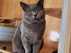 -Catmate·猫肥家润(金润铂宫店)