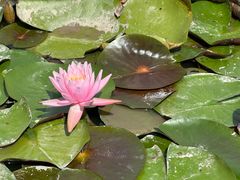 -春花秋色城市公园