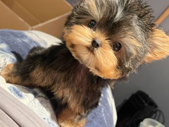 -萌宠之家·腊肠犬·马尔泰·小体犬舍