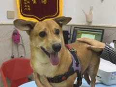 -福懋动物医院·犬猫全科·外科·重症科(杏林分院)