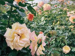 -人民公园(罗湖区)