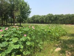 -东郊湿地公园