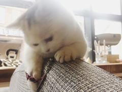 -吉丁鸟咖·异宠·寄养