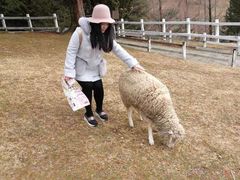 -神户市立六甲山牧场